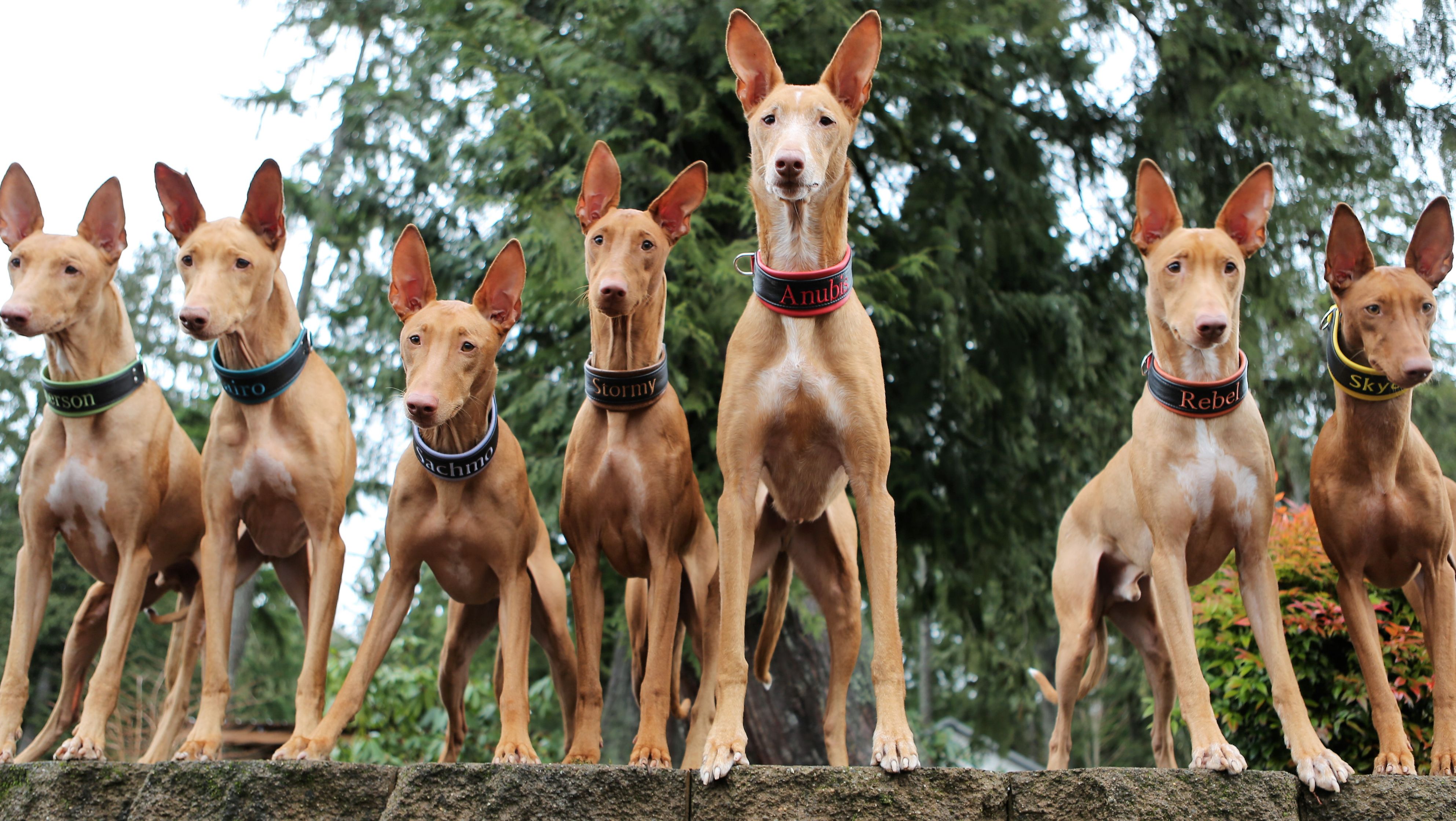 Ace Pharaoh Hounds About Us